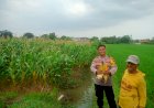 Pastikan-Hasil-Panen-Jagung-Optimal,-Kanit-Binmas-Polsek-Krembung-Turun-ke-Lahan-Pertanian