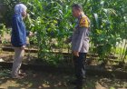 Polsek-Sedati-Silaturahmi-dengan-Warga-Pengelolah-Tanaman-Sayur-Guna-Dukung-Ketahanan-Pangan