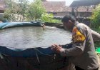 Polsek-Tulangan-Dampingi-Budidaya-Lele-di-Pekarangan