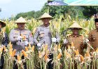 Perkuat-Ketahanan-Pangan-Polres-Blitar-Kota-bersama-Forkopimda-Panen-Raya-Jagung-Kuartal-III