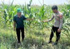 Optimalisasi-Program-Ketahanan-Pangan,-Polsek-Prambon-Dampingi-Petani-Jagung